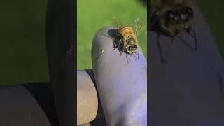 Honeybee Trying to remove her stinger