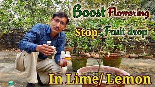 How to Boost flowering and Stop fruit drop in Lime/ Lemon plants