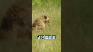 표범에게 순식간에 털리는 치타.. 치타는 표범을 이길 수 없다!?