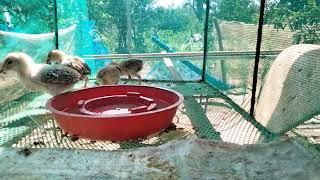 Chickens eating locusts in the net #locust #chicken