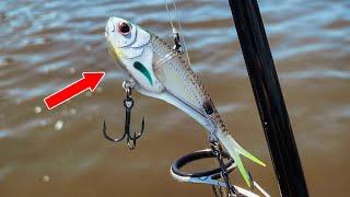 Vertrex Swim and Vertrex Max Soft Vibe lures - The Soft Vibe Re-imagined | Nomad Design