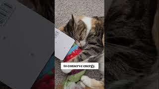 Why do cats sleep so much? Audio: chipthemanx #shorts #sleepingcat #cateducation #catfact #sleepycat