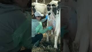 #фермер #коровы #cow #sorts #süt #shorts  #veterinary  #milking #ислам #ветеринар