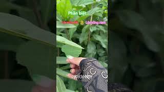 Phân biệt Lộc vừng Bắc và Lộc vừng nam - cây giống Thông tre #thongtre #caycanh