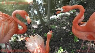 Philadelphia Zoo Flamingos Squabbling Again For a LongTime