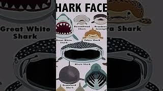 Types of sharks faces  ️    Greenland shark 