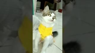 Ocha The Cat #shorts