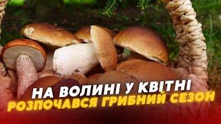 ШОК На Волині у квітні розпочався ГРИБНИЙ сезон