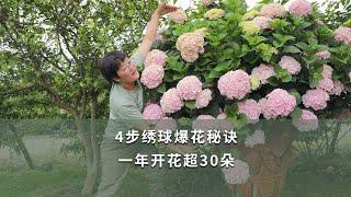 【海媽園藝課堂60】4步繡球爆花秘訣，一年開花超30朵|Secrets of Hydrangea Macrophylla Bloom