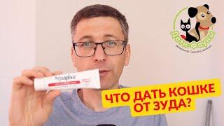 Кошка чешется, что ей можно дать? 3 препарата от зуда у кошки и собаки