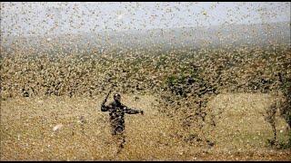 Grasshopper in saudi Cornish dammam