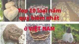 Top 10 loại nấm quý hiếm nhất ở Việt Nam,và những điều bạn chưa biết