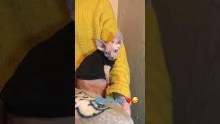 Скромный котёнок Симба️ #shorts #сфинкс