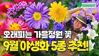 오래 피는 가을 정원 꽃 9월 야생화 5종 추천! 지금 꼭 심으세요!