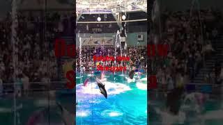 dolphin show /Maxell Aqua Park Shinagawa マクセル アクアパーク品川