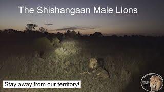 Casper The White Lion And Shishangaan Brothers Warn The Ngotso And Nkaya Pan Lion. Stay Away!