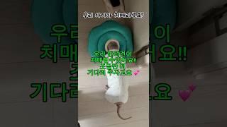 치매노견디테는 길을 자주 잃어버려요