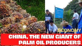 ECONOMY: China, the New Giant of Palm Oil Producers