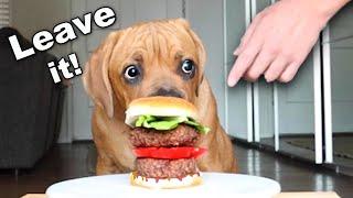 Leaving my Blind Dog Alone with a Burger! [Leave it Challenge]