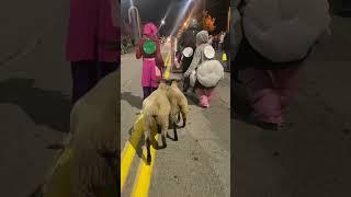 Little Bo Peep and her Sheep in the Halloween Parade!