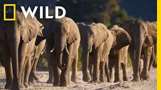  LIVE: Survival, Family & Power | Secrets of the Elephants S1 FULL EPISODES | National Geographic
