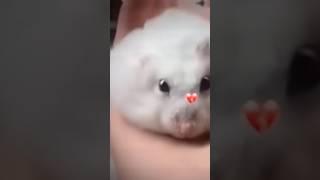 Killer hamster