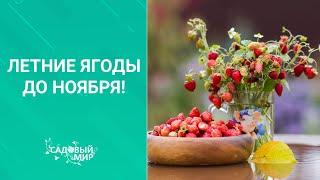 Земляника садовая:ароматные летние ягоды до ноября! Как зимует ремонтантная земляника. Уход.
