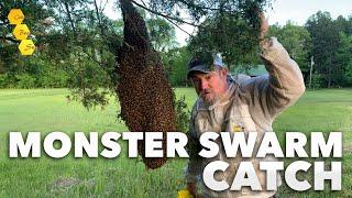 "The Biggest Swarm I've Ever Caught!" - [HUGE swarm catch in beekeeper's backyard] (10lbs of bees!)