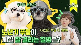 강아지도 당뇨병에 걸린다? 반려견에게 주면 안되는 음식 #삼겹살#갈비#전ㅣ믿수다 푸들