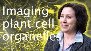 Microscopic imaging of the endoplasmic reticulum - Verena Kriechbaumer