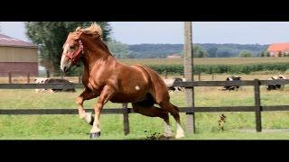 FANS OF FLANDERS - COPYRIGHT FLANDERS: The Flemish Horse