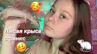 Лысая Крыса Сфинкс| Тося