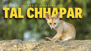 Desert foxes and blackbucks at Tal Chhapar