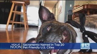 Sacramento Places 18th In List Of Pet Friendly Cities