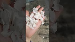 Лепистки