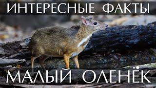 Малый оленёк (Канчиль) - интересные факты