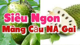 Cây Giống Na Gai ( Mãng Cầu Xiêm Thái _ Mãng Cầu Gai ) cây trồng kinh tế cao