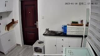 Smart cat opens door for owner who forgot keys