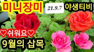 미니장미 삽목 쉽게 쉽게 하세요.꽂으면 살아요.