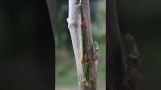 How to grafting #grafting #gardening#viralvideo