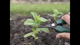 How to pinch Zinnias to make double the flowers!