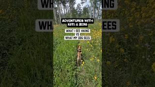 Adventures with Koti & Zero. What I see hiking vs what my dog sees #funnydogvideos #hikingdog
