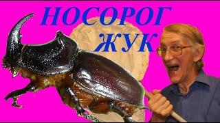 Жук Носорог и Жук Рогачик. Кто Сильнее? Школа Энтомолога.