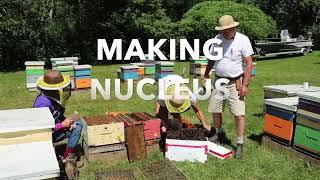 Making Nucleus Colonies