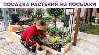 ⭐КУДА ПОСАДИЛА НОВЫЕ  РАСТЕНИЯ ИЗ ПОСЫЛКИ? I будет в клумбах красота