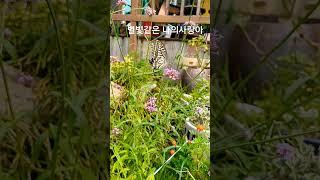 #나비#작은정원 #호랑나비 #오후의 비상
