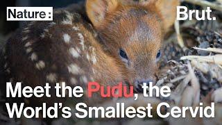 Meet the Pudu, the World's Smallest Cervid