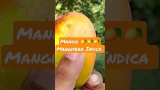 Mango Biological Name II Mangifera indica II Botanical name of Mango II Amm II Drup fruit