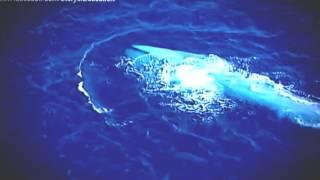 Blue Whales Documentary -  Excellent Appearance of Blue Whales The Biggest Sea Creature