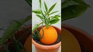 Grow orange tree by unique way #shorts